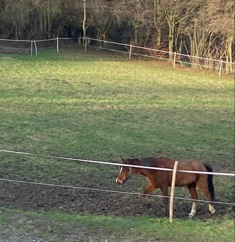 Le Ranch Des Aguesses Villa Andenne Eksteriør billede